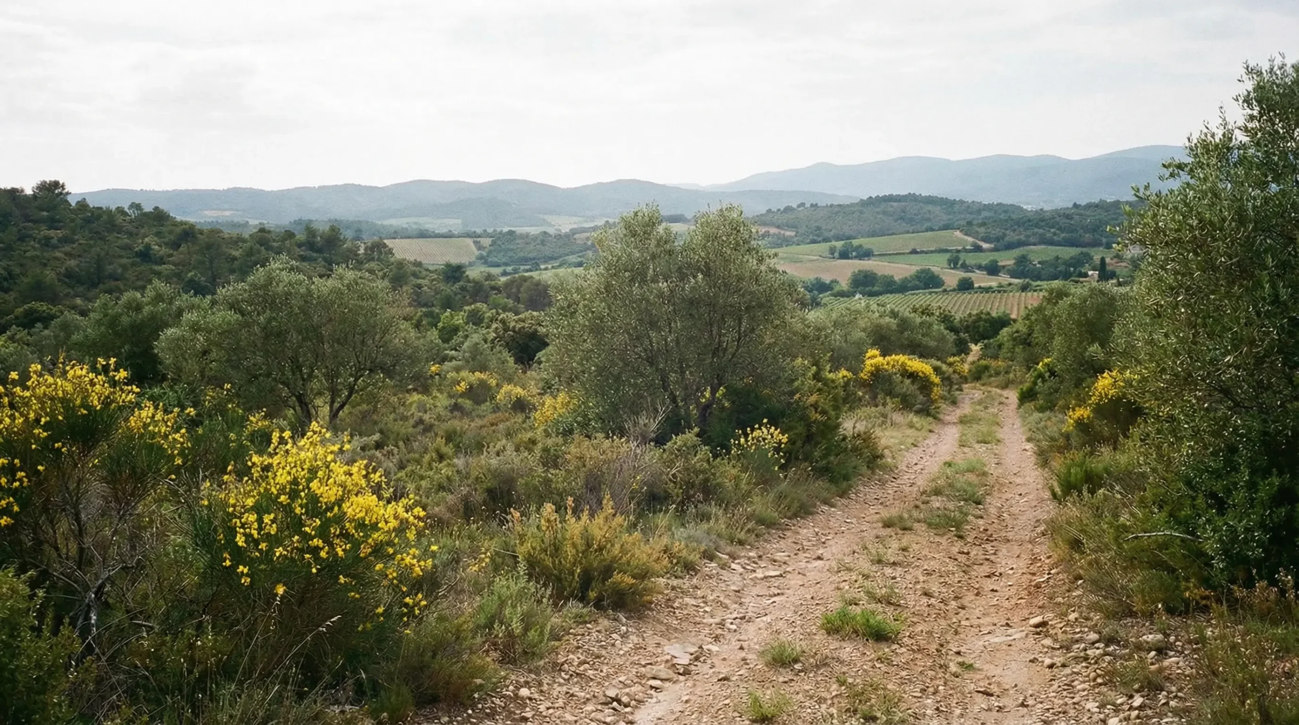 Terrain constructible avec végétation méditerranéenne dans le Var